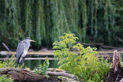 Bird in a forest