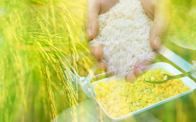 Midsection of woman picking plants