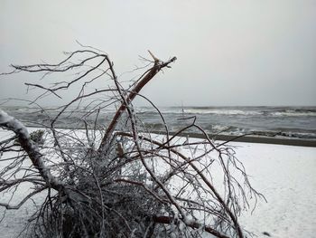 Bare tree by sea against sky during winter