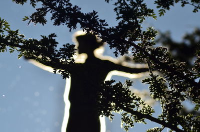 Low angle view of tree against sky