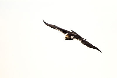 Low angle view of eagle flying in sky