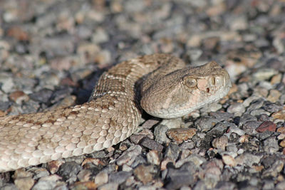 Close-up of lizard on land