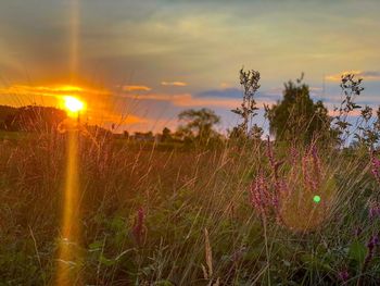 Scenic view of flowering plants on field against sky during sunset