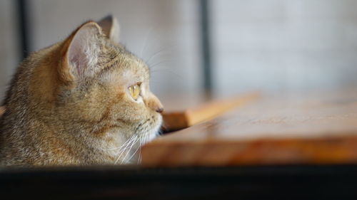 Close-up of a cat looking away