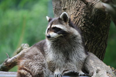 Close-up of raccoon sitting on tree trunk