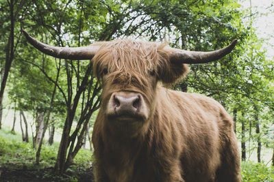 Beautiful highland cattle 