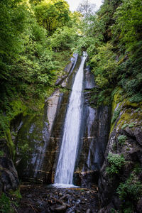 Scenic view of waterfall in forest