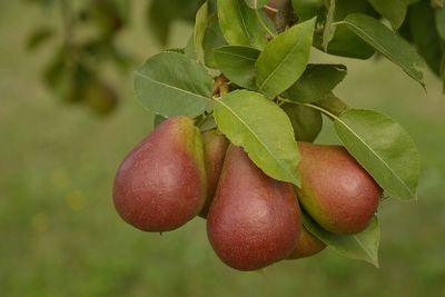 Close-up of pears on tree