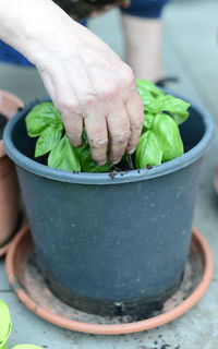 Cropped hand of man holding potted plant