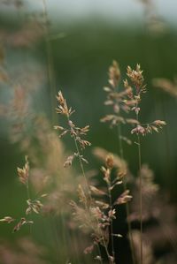 plant