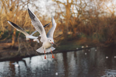 Bird flying over water