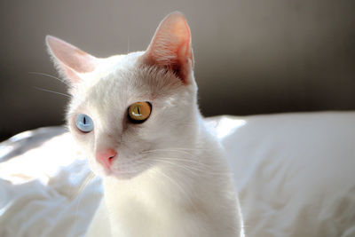 Close-up of cat looking away