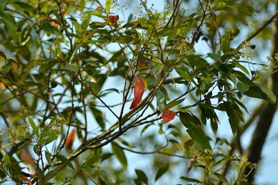 Low angle view of tree branches