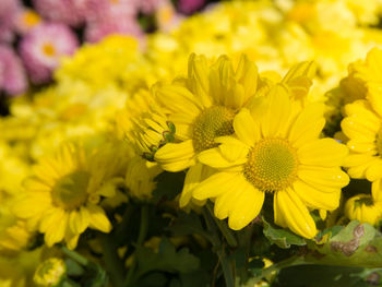 Close-up of yellow flowering plant