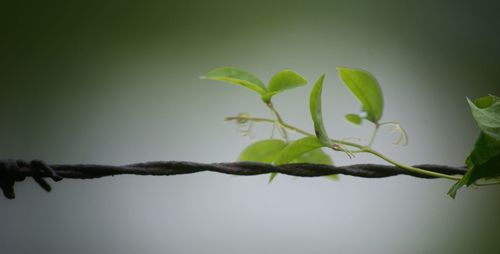 Close-up of plant