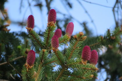 Close-up of plant