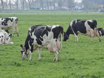 Cows on field