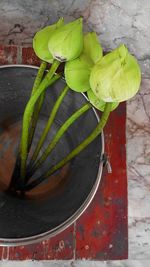 High angle view of green leaves on table