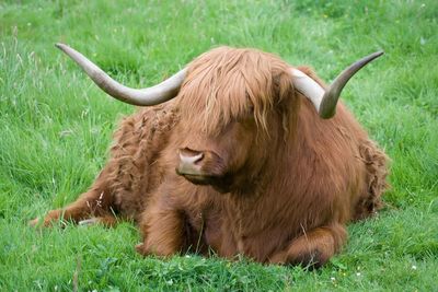 Cow relaxing on field