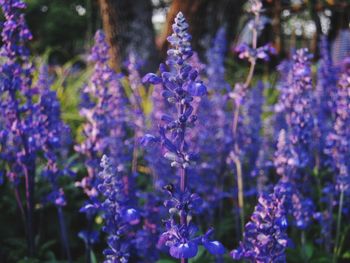 Close-up of purple flowering plants