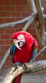 Close-up of parrot perching on red wood