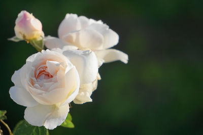 Close-up of white rose