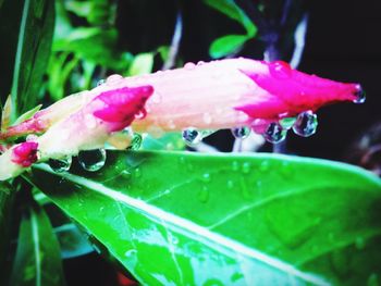 Close-up of water drops on flower