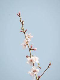 Low angle view of apple blossoms in spring against clear sky