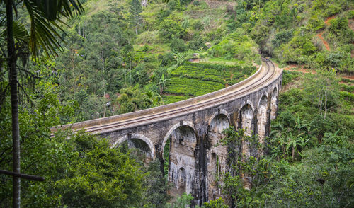 Arch bridge amidst trees in forest