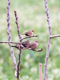 branch