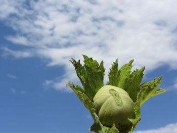 Close-up of plant against sky