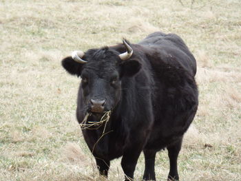 Bull standing on field