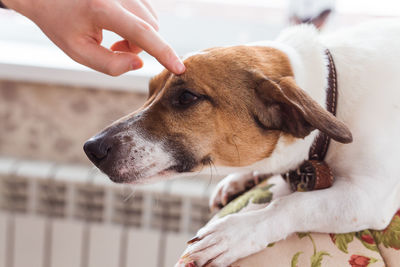 Close-up of hand holding dog