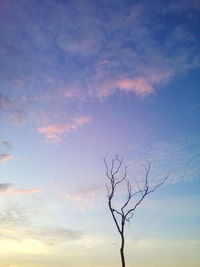 Bare tree against cloudy sky