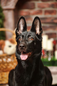 Portrait of black dog