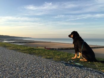 Dog sitting on field by sea against sky during sunset