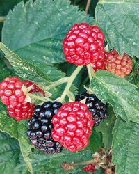 Close-up of strawberries growing on tree