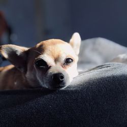 Close-up portrait of a dog resting