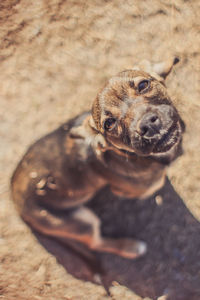 Close-up portrait of dog