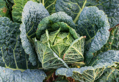 Close-up of fresh green plant