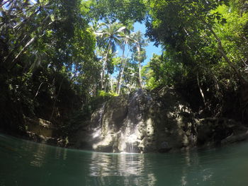 Scenic view of waterfall in forest