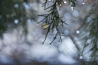 Close-up of wet pine tree during winter