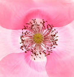 Macro shot of pink flower pollen