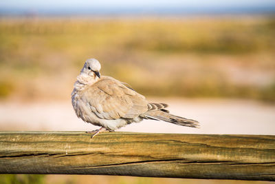 Close-up of bird perching on wooden post