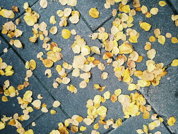 Close-up of yellow autumn leaves