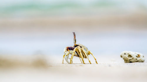 Close-up of grasshopper