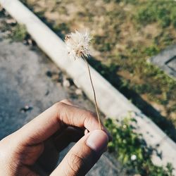 Close-up of hand holding dandelion flower