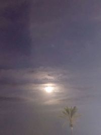 Low angle view of trees against sky at sunset