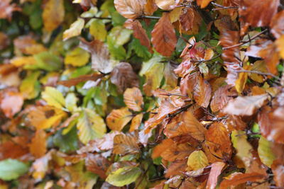 Close-up of autumnal leaves on tree