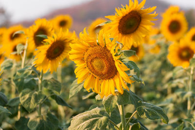 Close-up of yellow sunflowers blooming in the field.